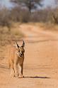 087 Zuid-Afrika, caracal